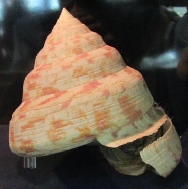 Adanson's slit shell