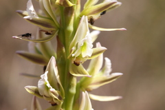 Prasophyllum brownii