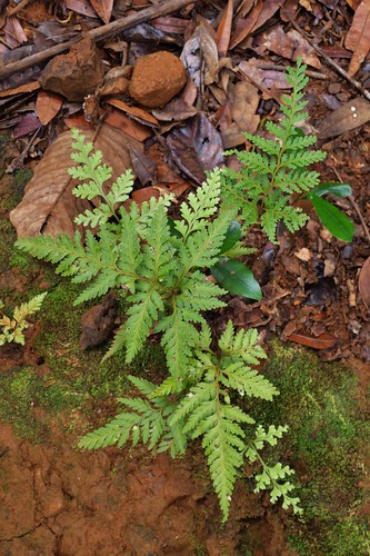 Tapeinidium moorei observed 2019-05-07