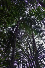 Chambeyronia divaricata