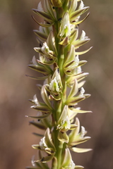 Prasophyllum brownii
