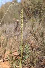 Prasophyllum brownii