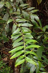 Agathis lanceolata