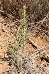 Prasophyllum brownii