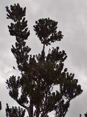 Agathis ovata