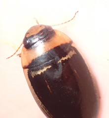 Hydaticus aruspex