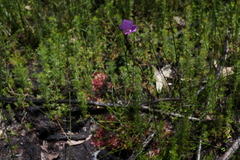 Drosera hamiltonii