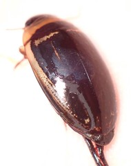 Hydaticus aruspex