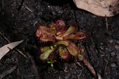 Drosera hamiltonii