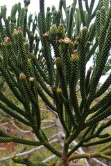 Dacrydium araucarioides