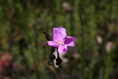 Drosera hamiltonii