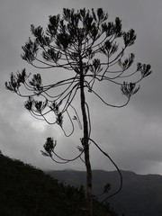 Dacrydium araucarioides