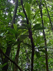 Balanops vieillardii