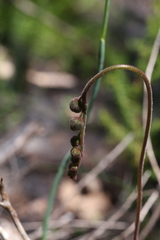 Drosera hamiltonii