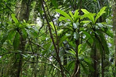 Balanops vieillardii