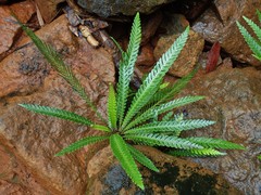 Blechnum obtusatum