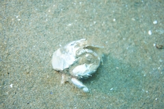 Blepharipoda doelloi