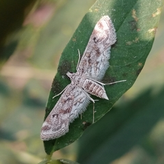 Parapoynx diminutalis