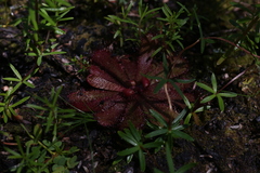 Drosera hamiltonii