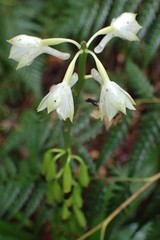 Calanthe balansae