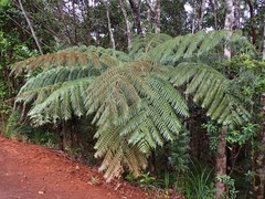 Sphaeropteris albifrons