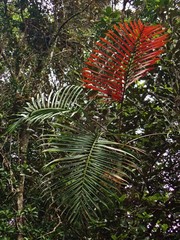 Chambeyronia divaricata