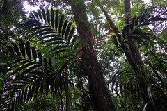 Chambeyronia divaricata