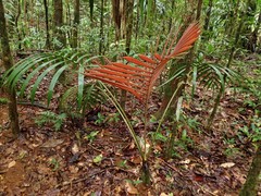 Chambeyronia divaricata