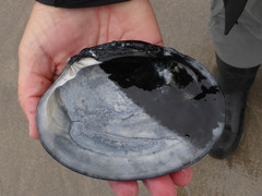 Callithaca tenerrima