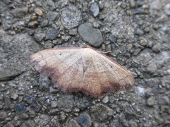 Pylargosceles steganioides