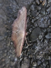 Pylargosceles steganioides