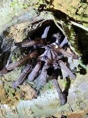 Thrigmopoeus truculentus