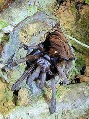 Thrigmopoeus truculentus