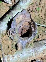 Thrigmopoeus truculentus