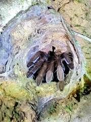 Thrigmopoeus truculentus