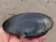 Callithaca tenerrima