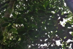 Crossostylis grandiflora