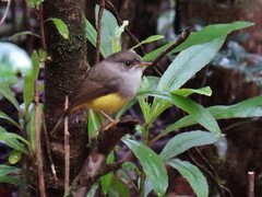 Eopsaltria flaviventris