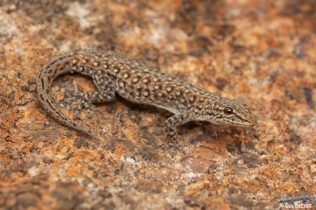 Spotted Dwarf Gecko