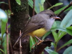 Eopsaltria flaviventris