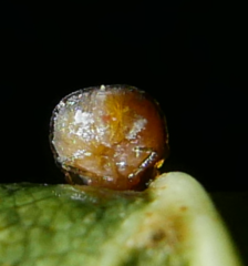 Crypturaphis grassii