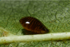 Crypturaphis grassii