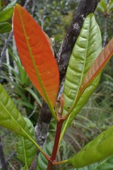 Cunonia macrophylla