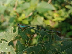 Pseudagrion microcephalum