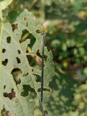 Pseudagrion microcephalum