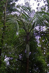 Cyphokentia macrostachya