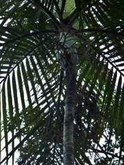 Cyphokentia macrostachya