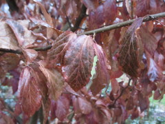 Parrotia subaequalis