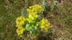 Smyrnium perfoliatum
