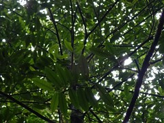 Dicarpellum pronyense